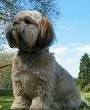 foto de LHASA APSO