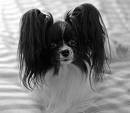 foto de PAPILLON