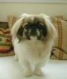 foto de PEKINES