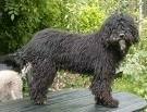 foto de PERRO DE AGUA ESPANOL