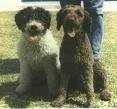 foto de PERRO DE AGUA ESPANOL