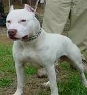 foto de PITBULL