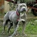 foto de PITBULL