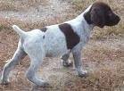 foto de POINTER
