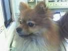 foto de POMERANIA