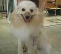 foto de POMERANIA