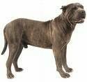 foto de PRESA CANARIO