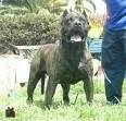 foto de PRESA CANARIO