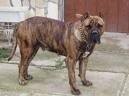 foto de PRESA CANARIO