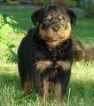 foto de ROTTWEILER