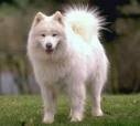 foto de SAMOYEDO