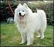 foto de SAMOYEDO