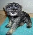 foto de SCHNAUZER