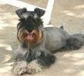 foto de SCHNAUZER