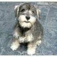 foto de SCHNAUZER