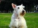 foto de SCOTTISH TERRIER
