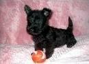foto de SCOTTISH TERRIER