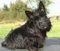foto de SCOTTISH TERRIER