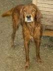foto de SETTER IRLANDES
