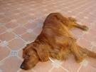 foto de SETTER IRLANDES