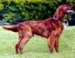 foto de SETTER IRLANDES