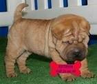 foto de SHAR PEI