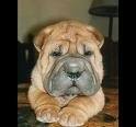 foto de SHAR PEI