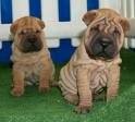 foto de SHAR PEI