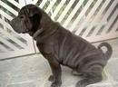 foto de SHAR PEI