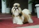 foto de SHIH TZU