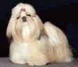 foto de SHIH TZU