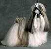 foto de SHIH TZU