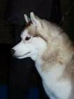 foto de SIBERIAN HUSKY