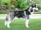foto de SIBERIAN HUSKY
