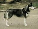 foto de SIBERIAN HUSKY