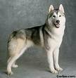 foto de SIBERIAN HUSKY