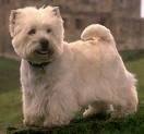 foto de WEST HIGHLAND TERRIER