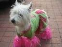 foto de WEST HIGHLAND TERRIER