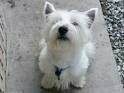 foto de WEST HIGHLAND TERRIER