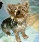 foto de YORKSHIRE TERRIER