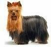 foto de YORKSHIRE TERRIER