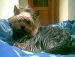 foto de YORKSHIRE TERRIER