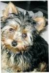 foto de YORKSHIRE TERRIER