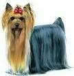 foto de YORKSHIRE TERRIER